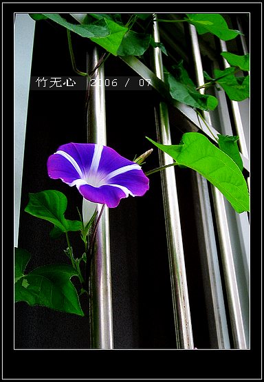 ���ȵ���������..P15,���ŵķ�ɫǣţ~