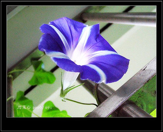 ���ȵ���������..P15,���ŵķ�ɫǣţ~