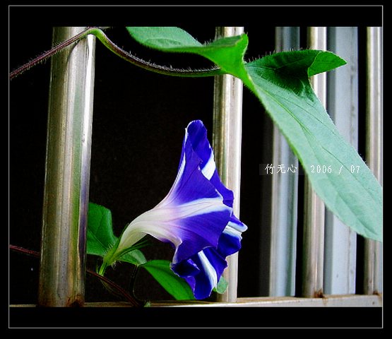 ���ȵ���������..P15,���ŵķ�ɫǣţ~