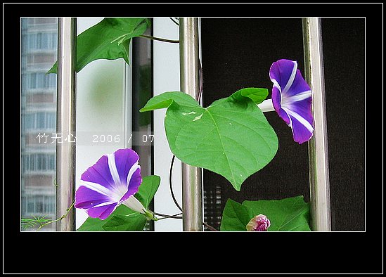 ���ȵ���������..P15,���ŵķ�ɫǣţ~