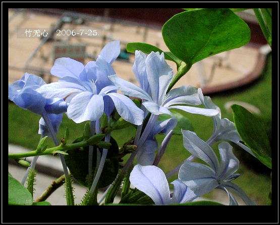 ���ȵ���������..P15,���ŵķ�ɫǣţ~