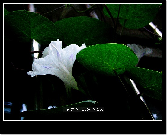 ���ȵ���������..P15,���ŵķ�ɫǣţ~