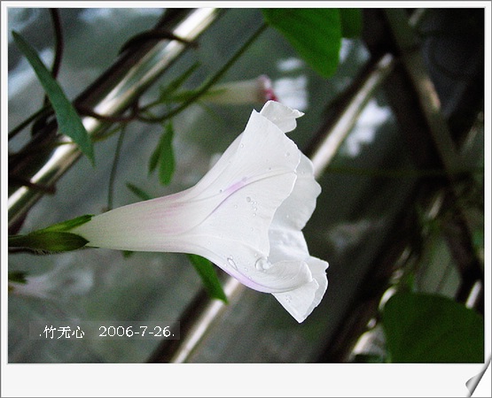 ���ȵ���������..P15,���ŵķ�ɫǣţ~