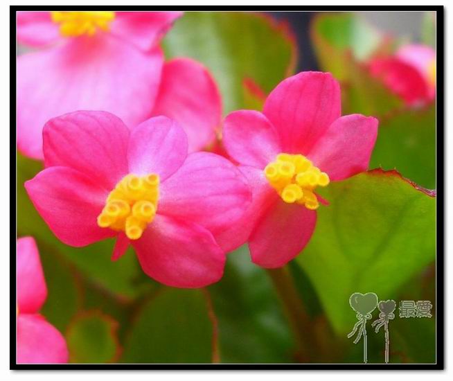 �ҵļ��ֺ���