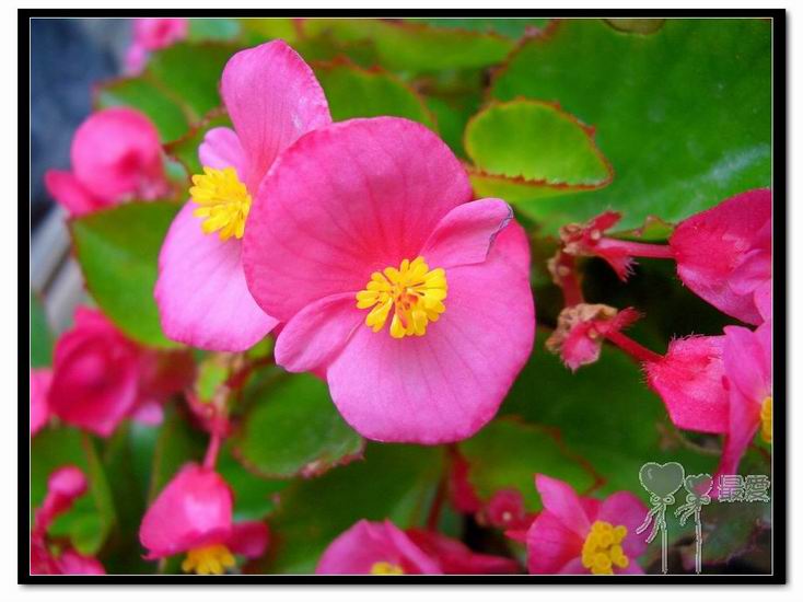 �ҵļ��ֺ���