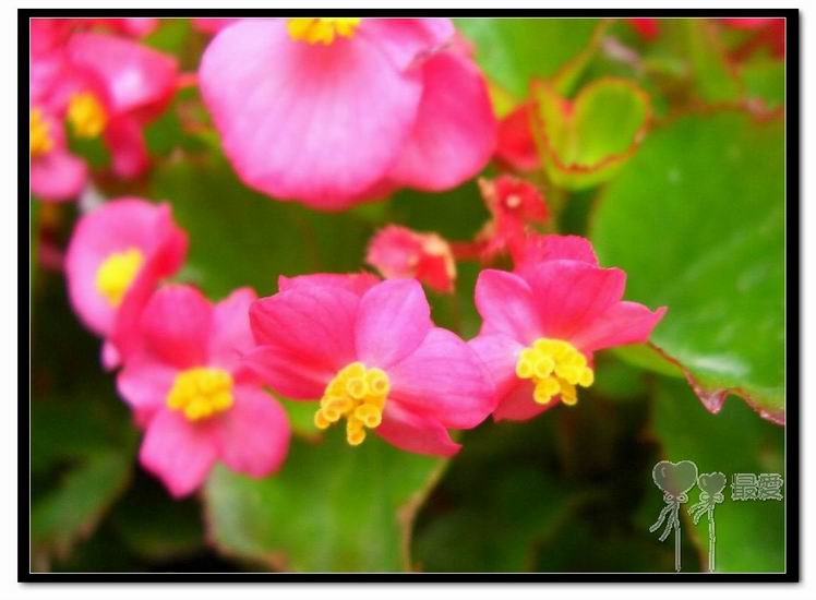 �ҵļ��ֺ���