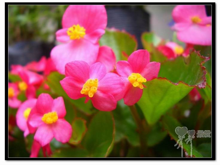 �ҵļ��ֺ���