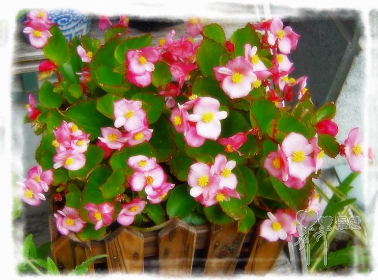 �ҵļ��ֺ���