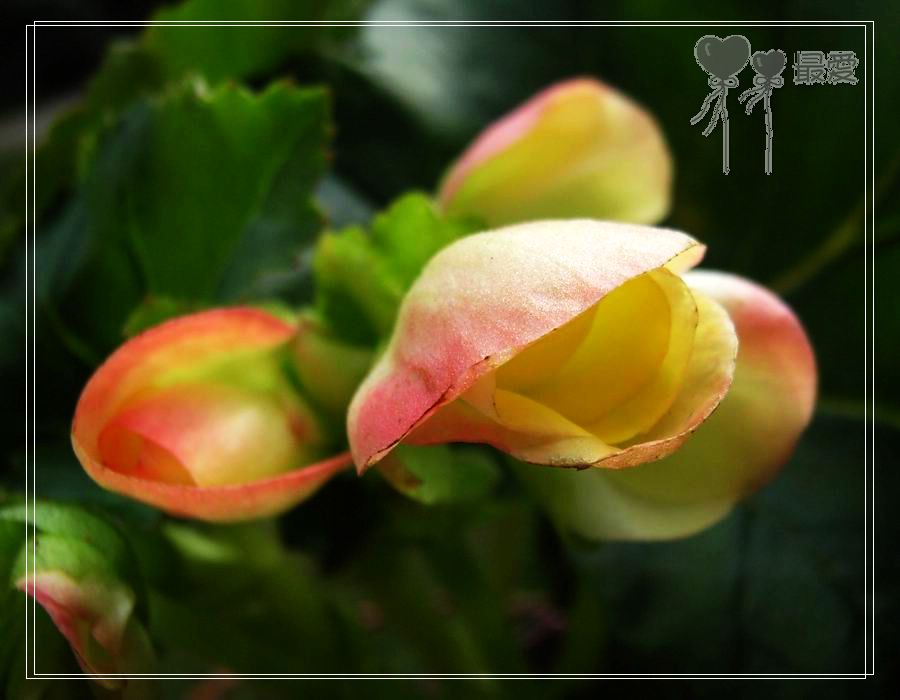 �ҵļ��ֺ���