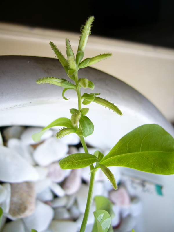 ��ѩ���л�����