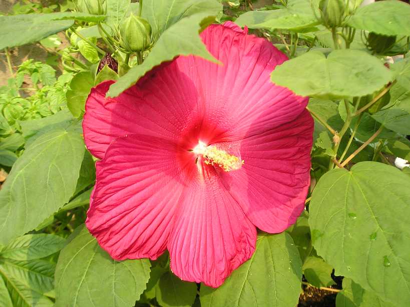 �����Ĳ��ŵķ�ɣ