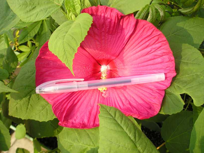 �����Ĳ��ŵķ�ɣ