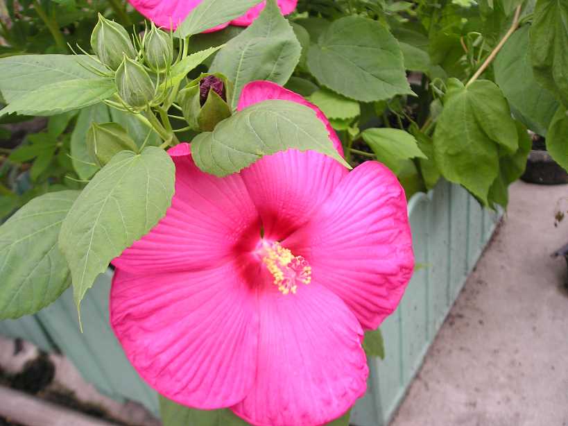 �����Ĳ��ŵķ�ɣ