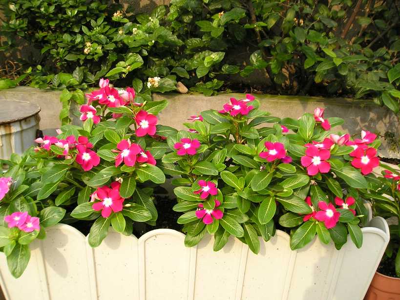 ���԰������մ�