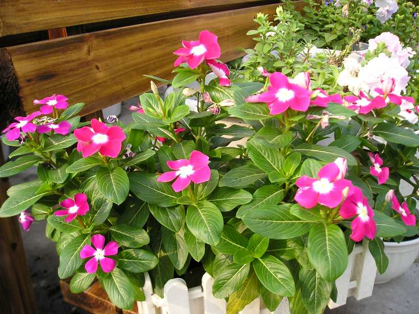 ���԰������մ�