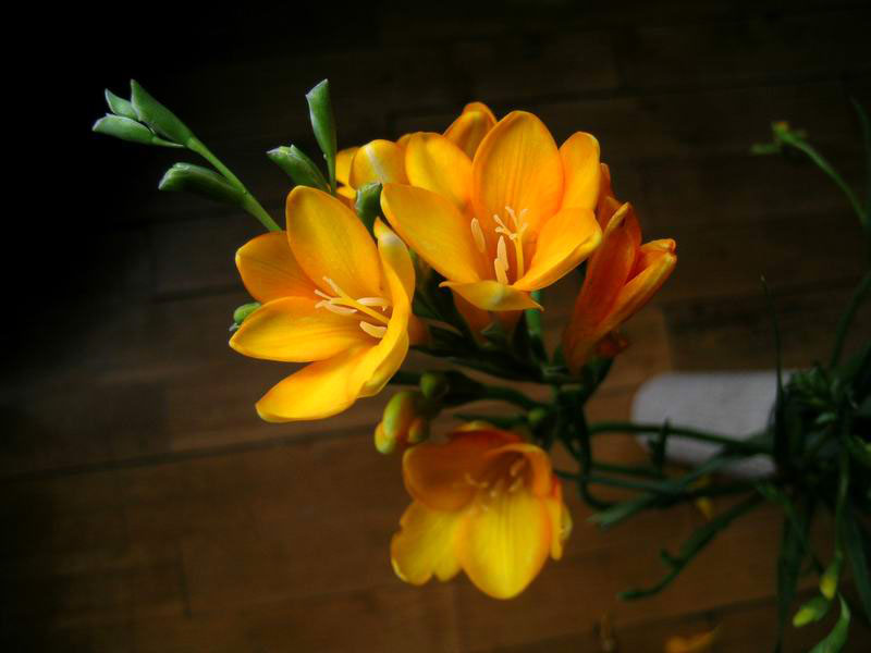 ��Ӱ��Ʒ�����������ң�