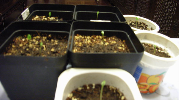 7��27��  ��һ��ѿ���� P3 ���� *������ﲥ*