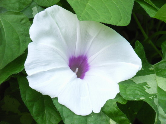 7��26��  ��͵��ϣ�˿���Ĺ��󡭡�  P24  ����   *-*����Ļ�԰*-*