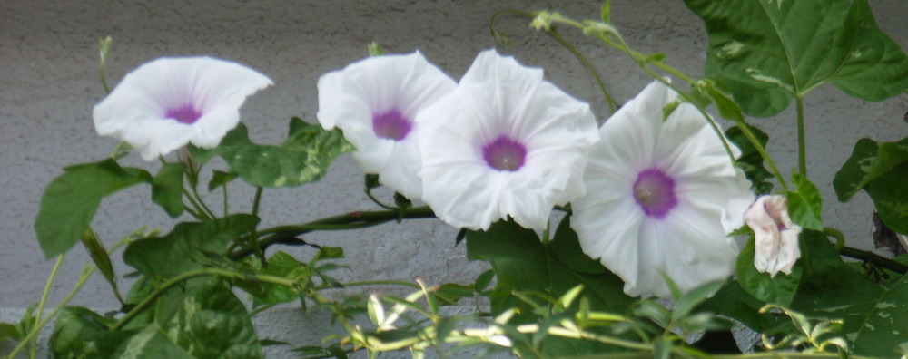 7��26��  ��͵��ϣ�˿���Ĺ��󡭡�  P24  ����   *-*����Ļ�԰*-*