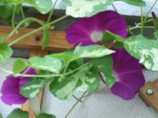 7��26��  ��͵��ϣ�˿���Ĺ��󡭡�  P24  ����   *-*����Ļ�԰*-*