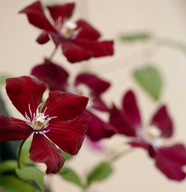 ��Ӱ��Ʒ�����������ң�