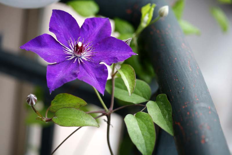 ��Ӱ��Ʒ�����������ң�