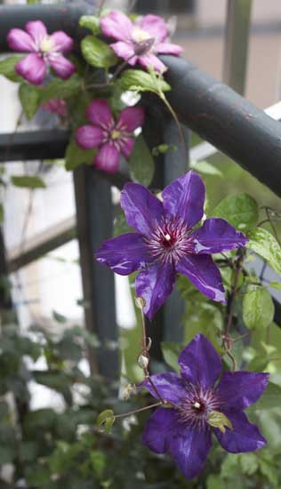 ��Ӱ��Ʒ�����������ң�