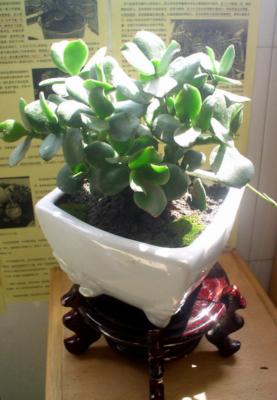 ��Ӱ��Ʒ�����������ң�