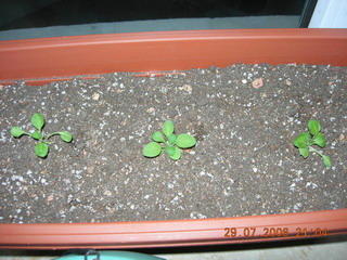 [ԭ��]���մ���ţţ�ɳ��ǣ����ϸ�������7.29��Ƭ��