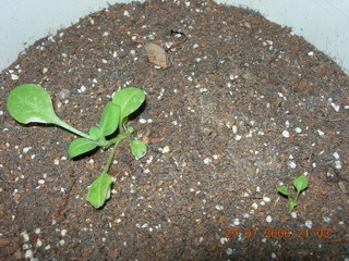 [ԭ��]���մ���ţţ�ɳ��ǣ����ϸ�������7.29��Ƭ��