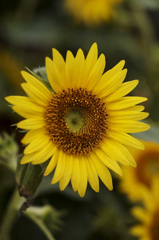 ��Ҳ������˽�һ�