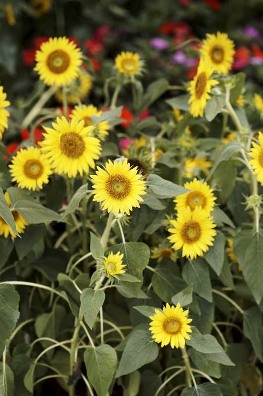 ��Ҳ������˽�һ�