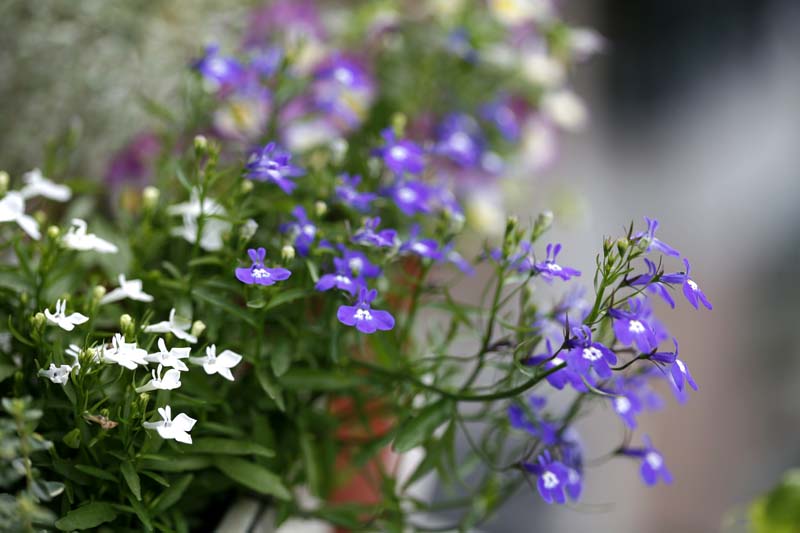 ��Ҳ������˽�һ�