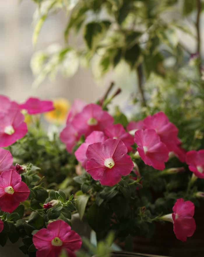 ��Ҳ������˽�һ�