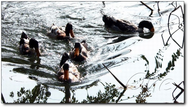 ��Ӱ��Ʒ�����������ң�