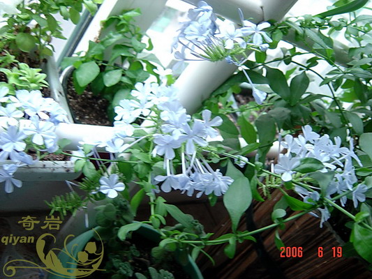 �ҵİ�ѩ�����ˡ�