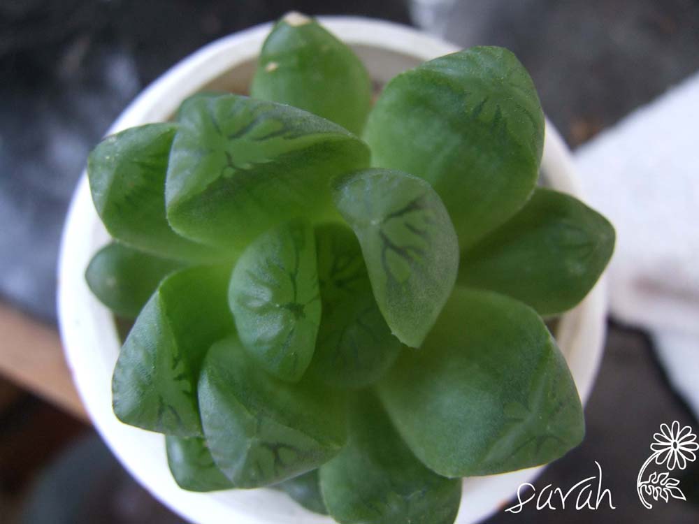 �������¶��