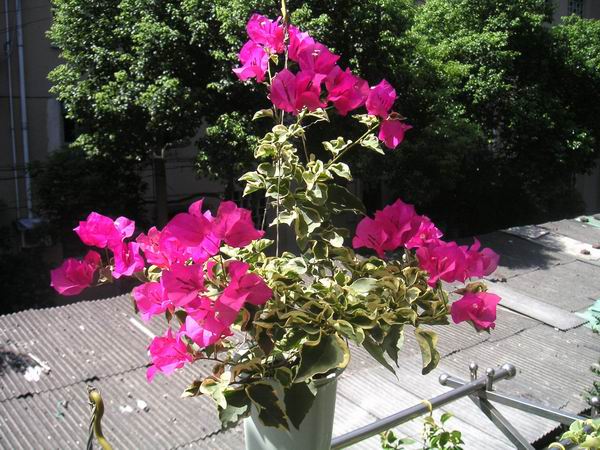 ������̨�ϵ�Ҷ�ӻ�������÷��