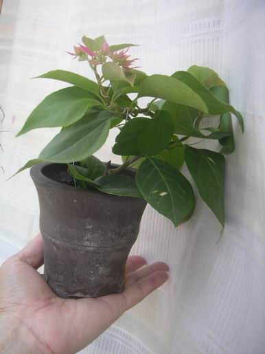 ������̨�ϵ�Ҷ�ӻ�������÷��