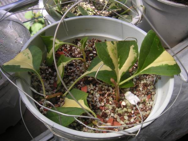 ������̨�ϵ�Ҷ�ӻ�������÷��