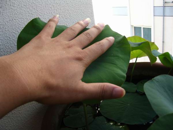 [����]��������Ĳ���֮����ʲô??