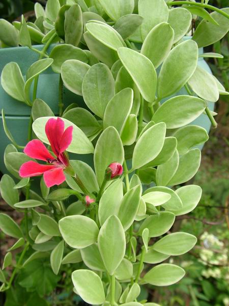 ż�Ļ���ż��Ժ��