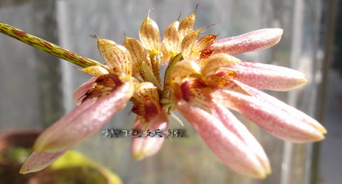 06�������������ʯ��P6