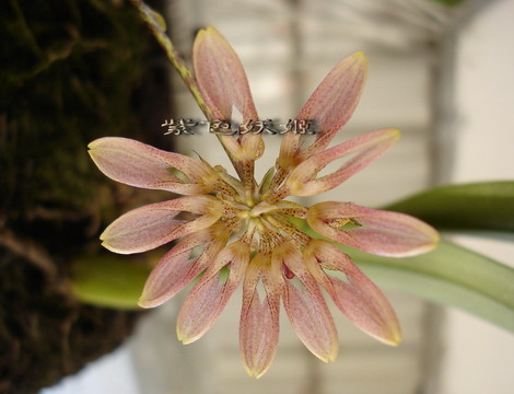 06�������������ʯ��P6