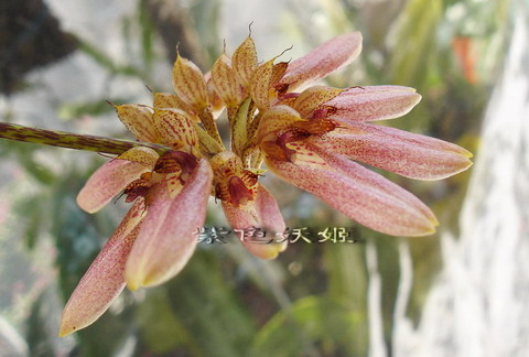 06�������������ʯ��P6