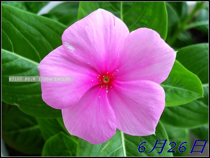 [����]ֱ����������֦���̣�Ŀǰ��ȱ����ͼ