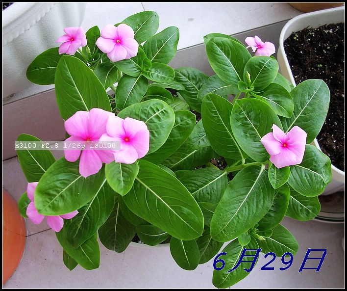 [����]ֱ����������֦���̣�Ŀǰ��ȱ����ͼ