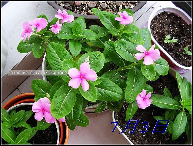 [����]ֱ����������֦���̣�Ŀǰ��ȱ����ͼ