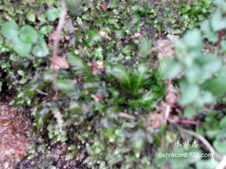 ���N�Nާ������