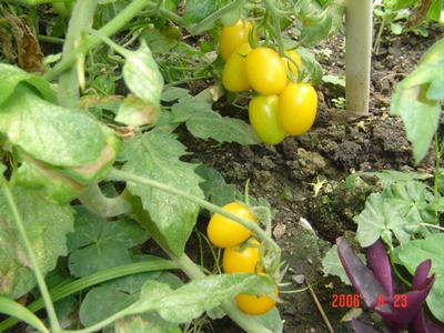 ���ֵĲ�-ެ��